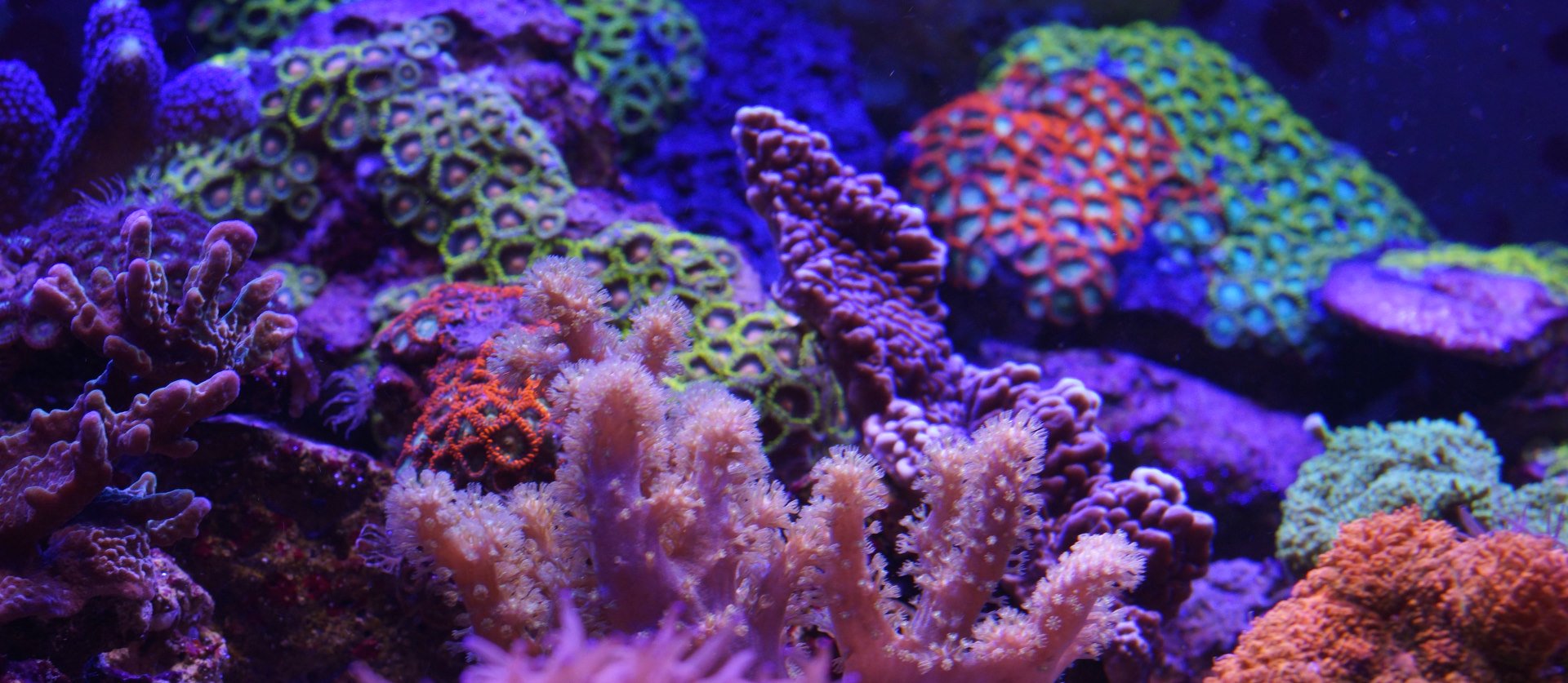 Meerwasseraquarium LED Beleuchtung